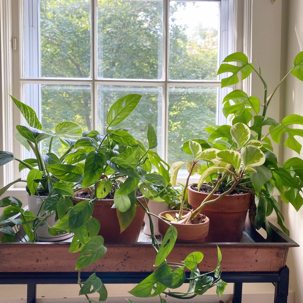 House plants in a sunny window